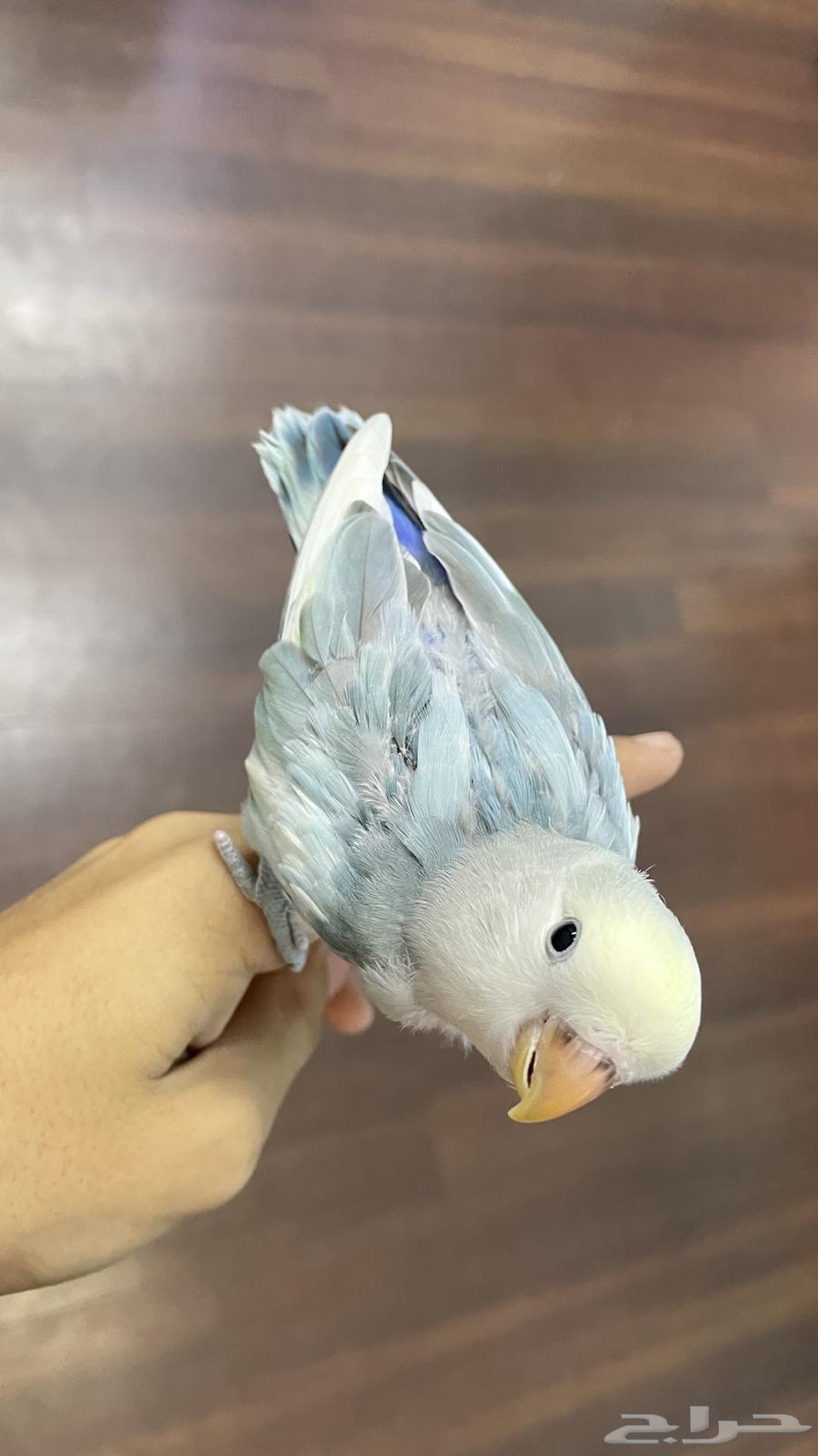 روز مفطوم لون مميز64477590033921110