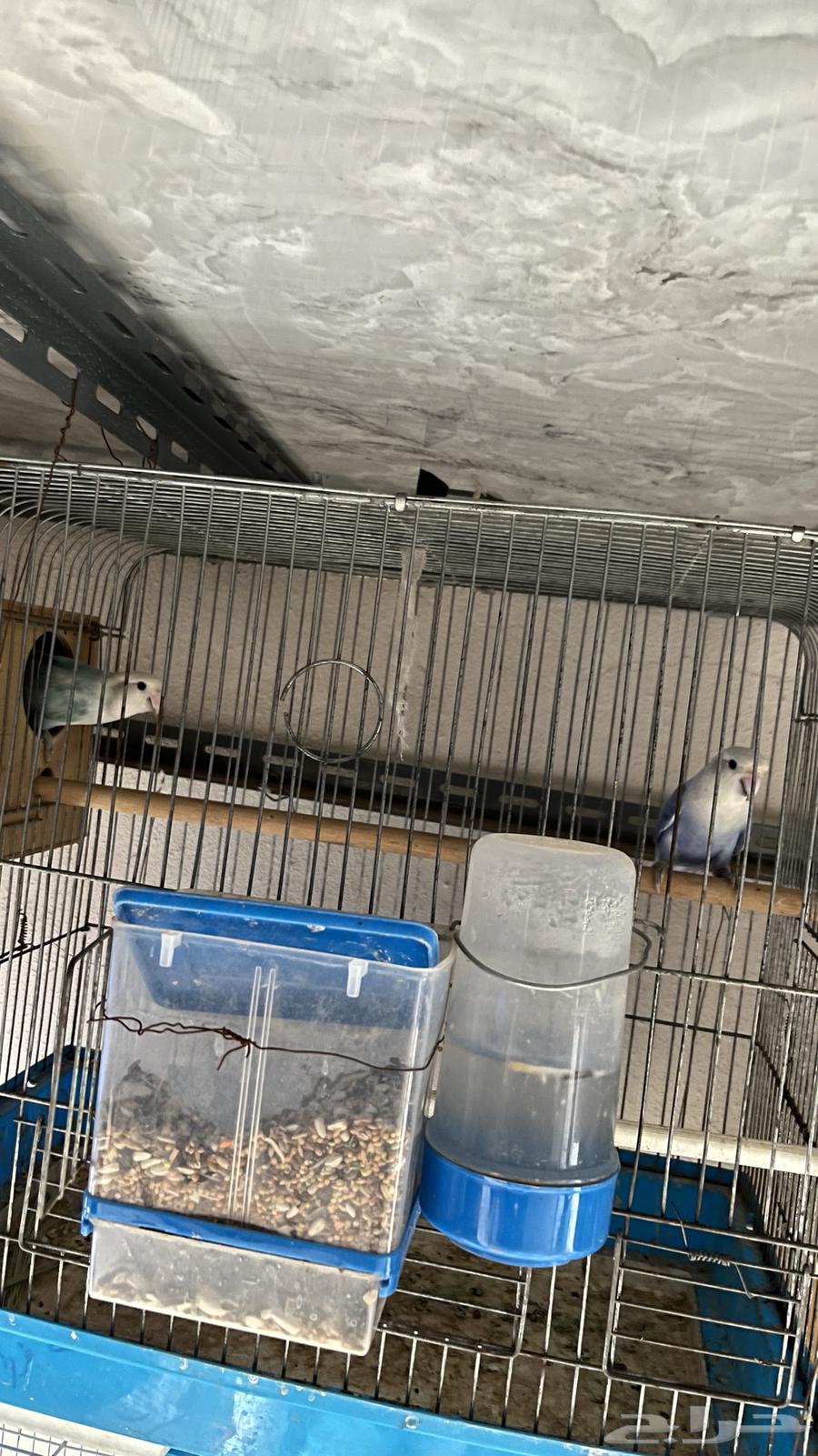 جوز روز محلل تم البيع64478211058945112