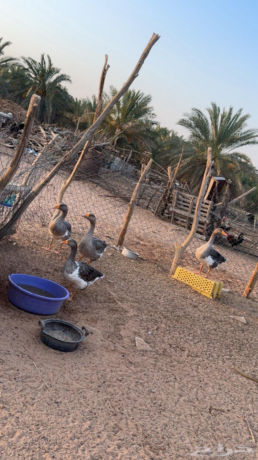 طيور وز للبيع64425502528129111