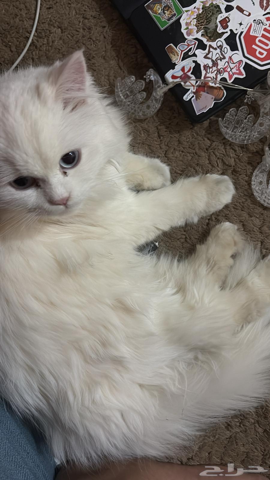 شيرازيه انثئ للبيع العمر سنه64475157113346112