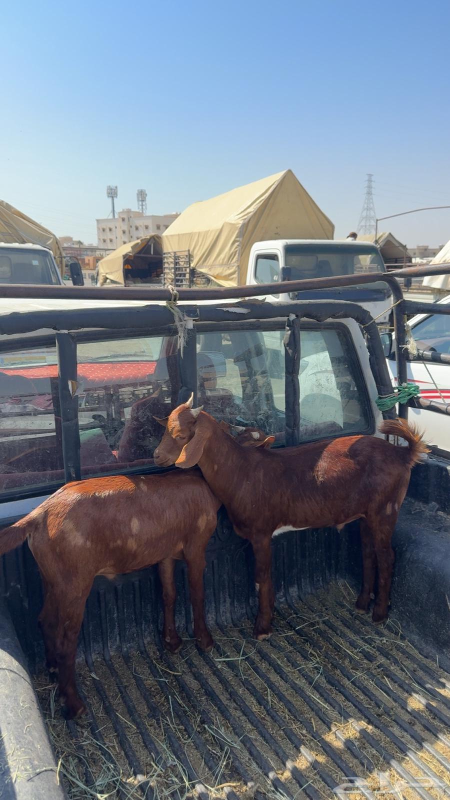 تيوس حص ( تم البيع )64473457293442113