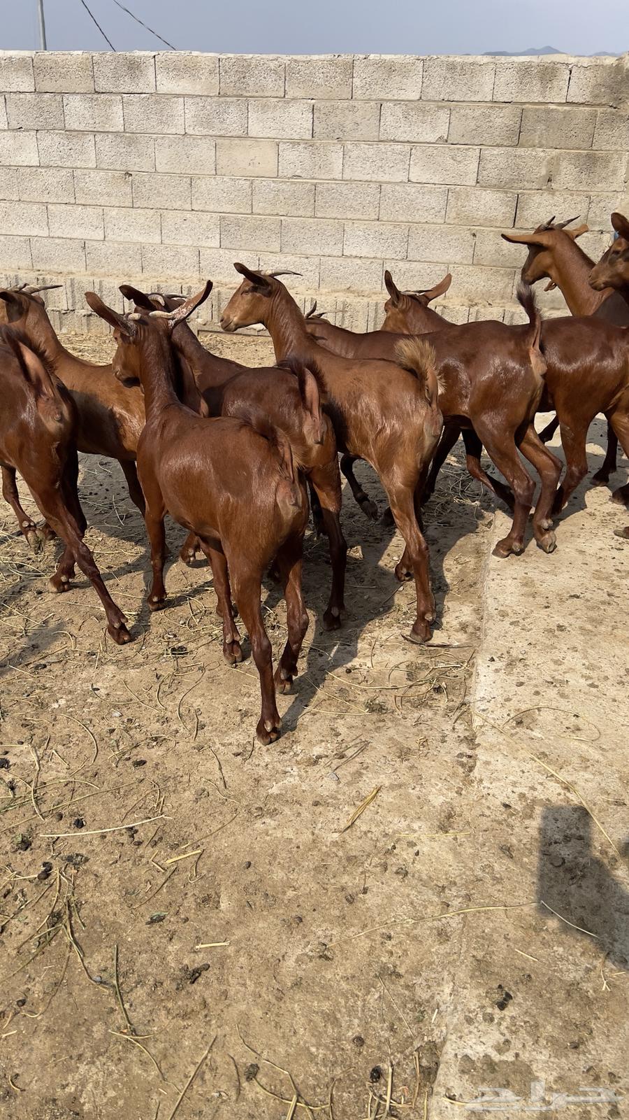 Jafar Dahm Number 10 (Sold)64478197168641112