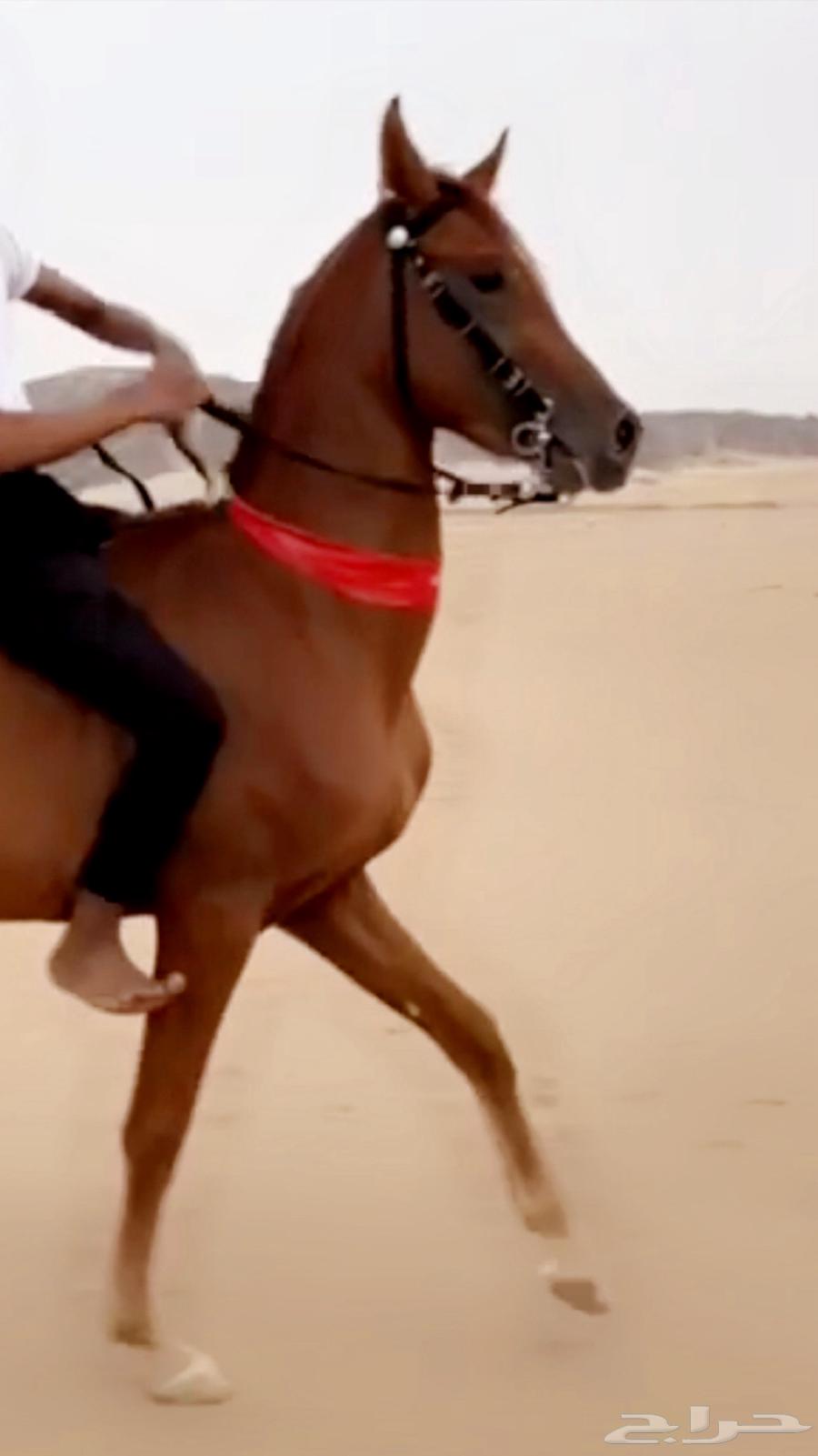 إحصان للبيع64472816582018111