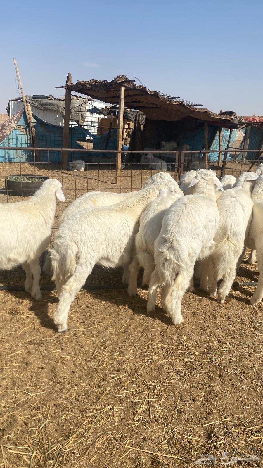 حري خرفان للبيع64475584507266113