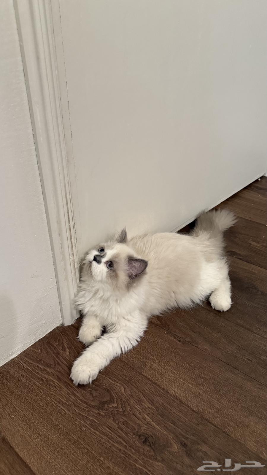 قط للبيع64475473568514110