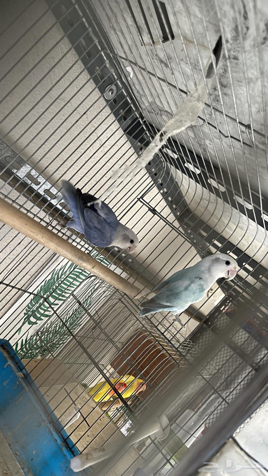 جوز روز محلل تم البيع64478211058945111