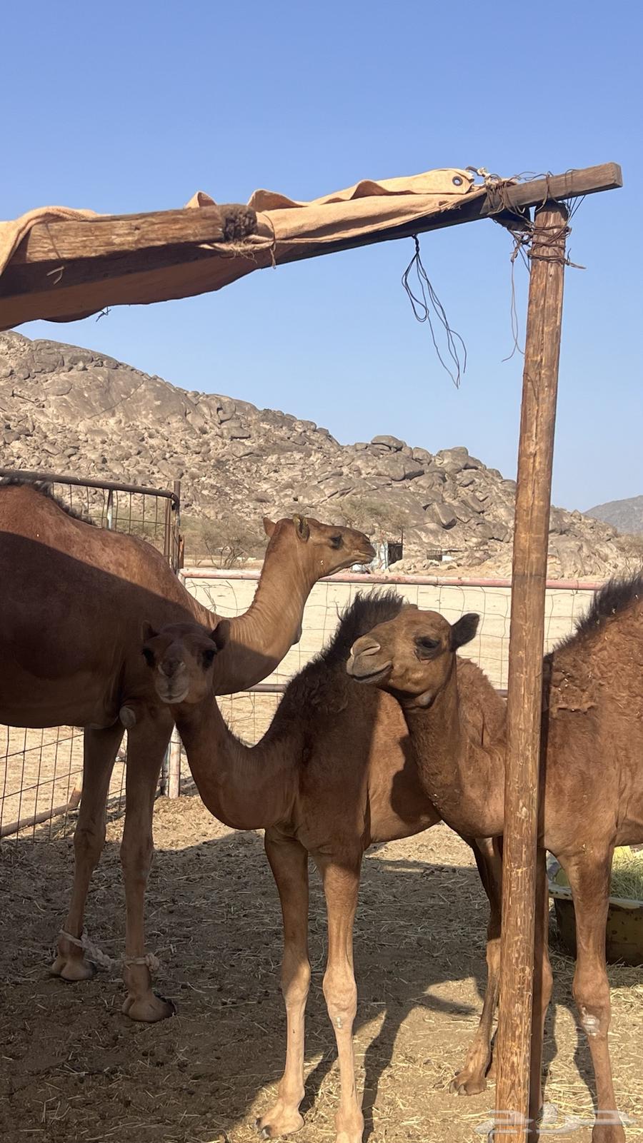 قعدان للبيع64476336821377113