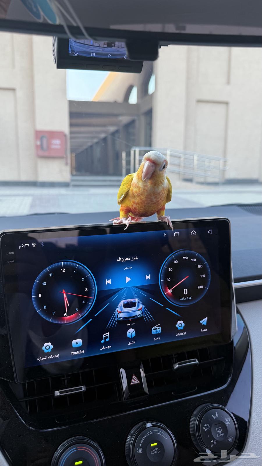 بغبغاء كنيور صن شيك64475960089473110