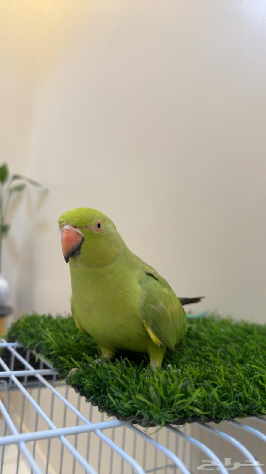 ببغاء دره هندي متكلم ( يوجد تابي وتمارا )64476392816387113