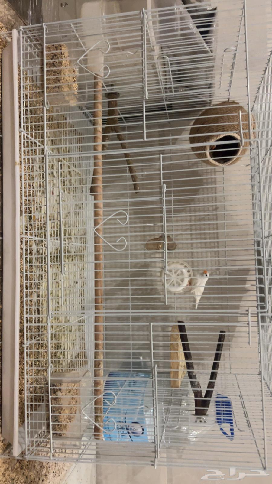 طيور للبيع64477102108547110