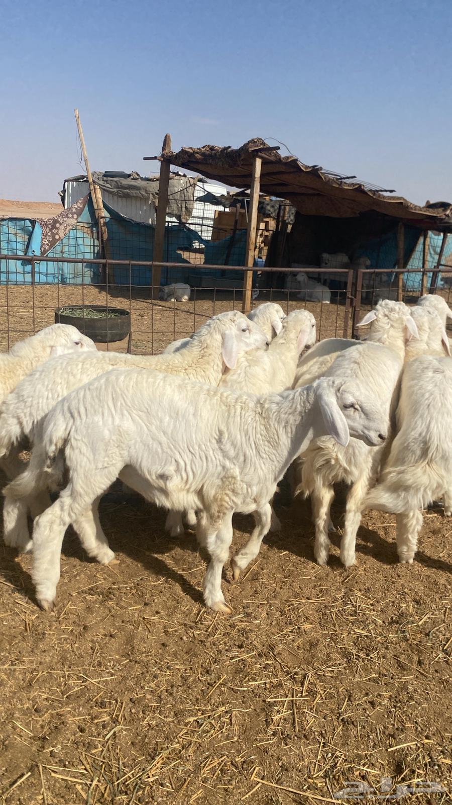 حري خرفان للبيع64475584507266110