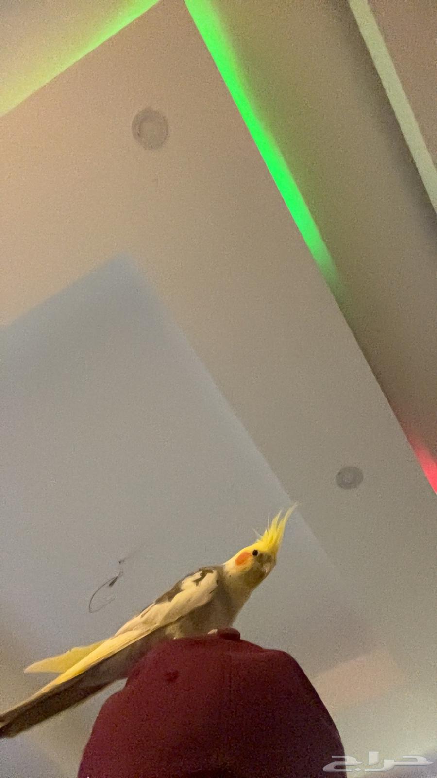 ببغاء كروان اليف64473121130883110