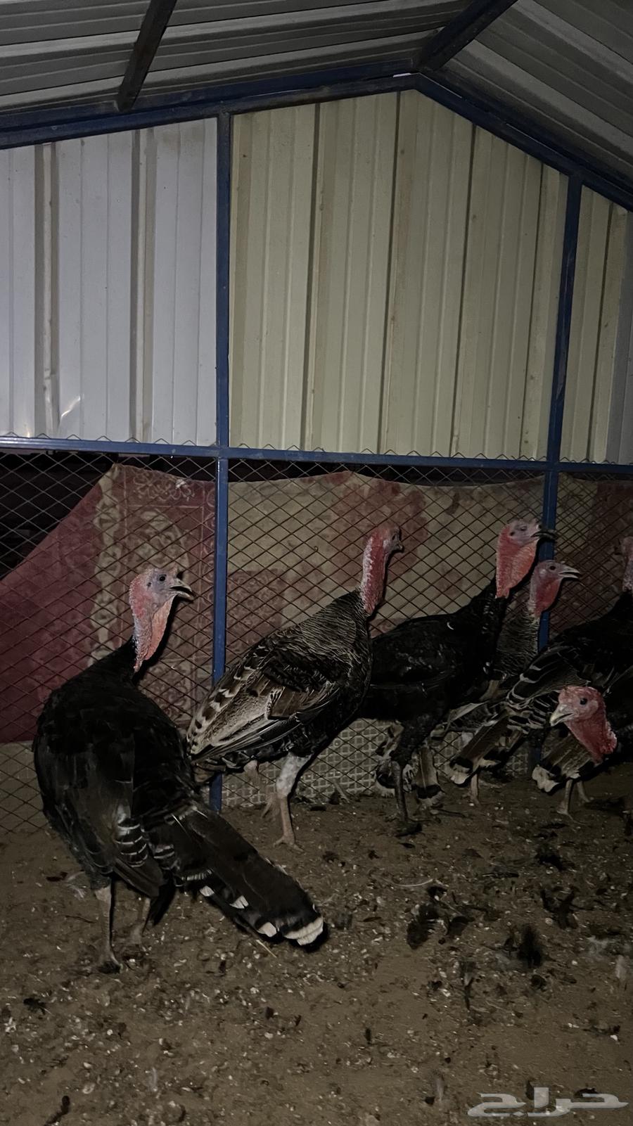 ديوك رومي (تم البيع)64477005452547114