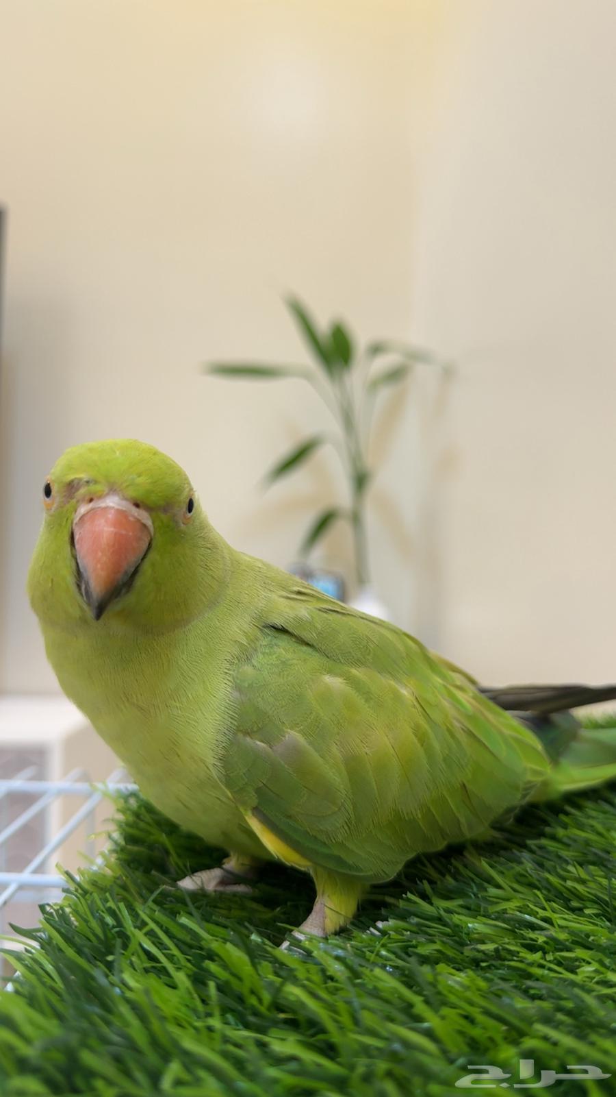 ببغاء دره هندي متكلم ( يوجد تابي وتمارا )64476392816387111