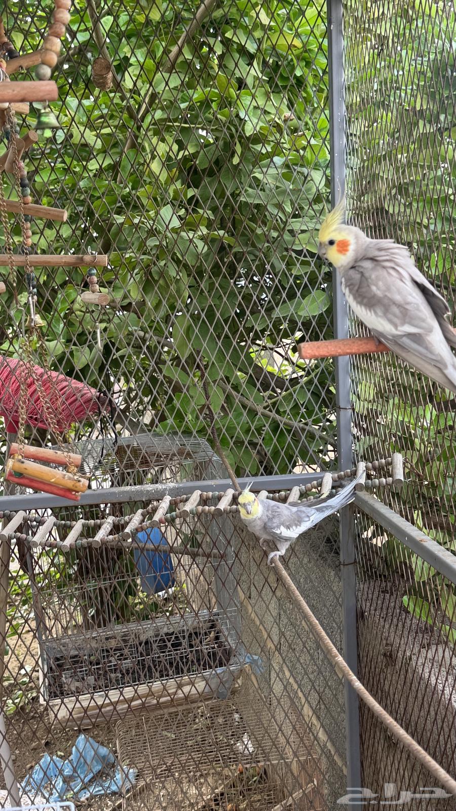 2 ذكور كروان64473997630083110