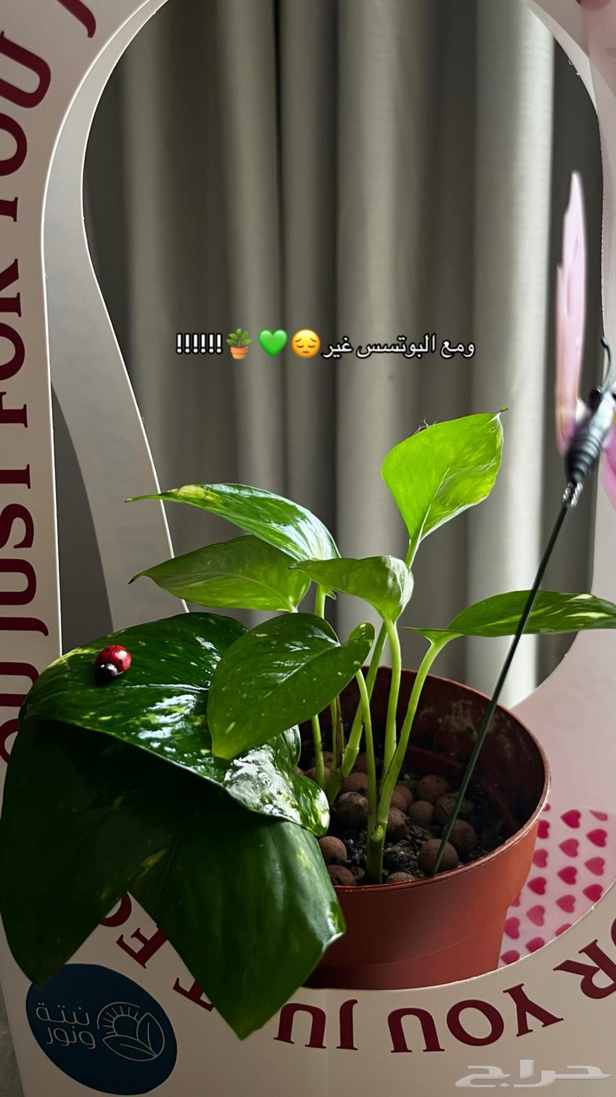 نباتات داخليه بوتس زاميا انتوريوم ساق البامبو64476935193091111