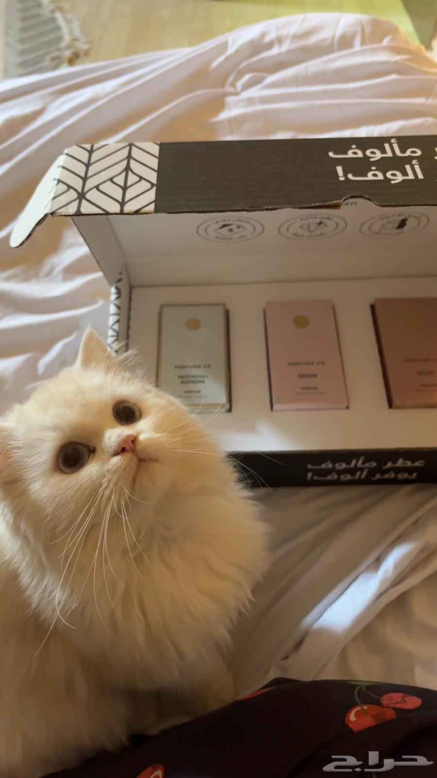 شيرازيه انثئ للبيع العمر سنه64475157113346110