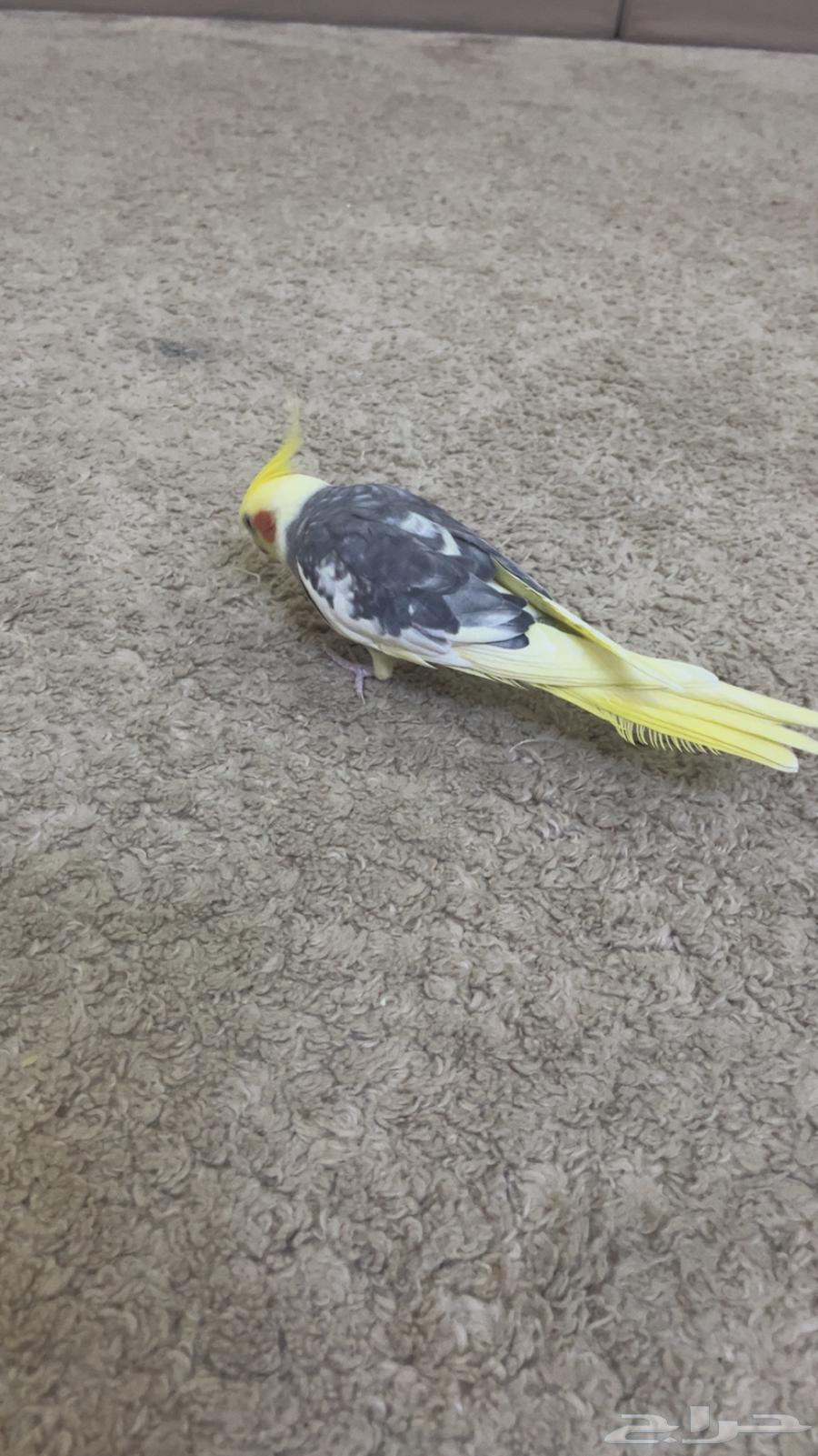 ببغاء كروان اليف64473121130883112