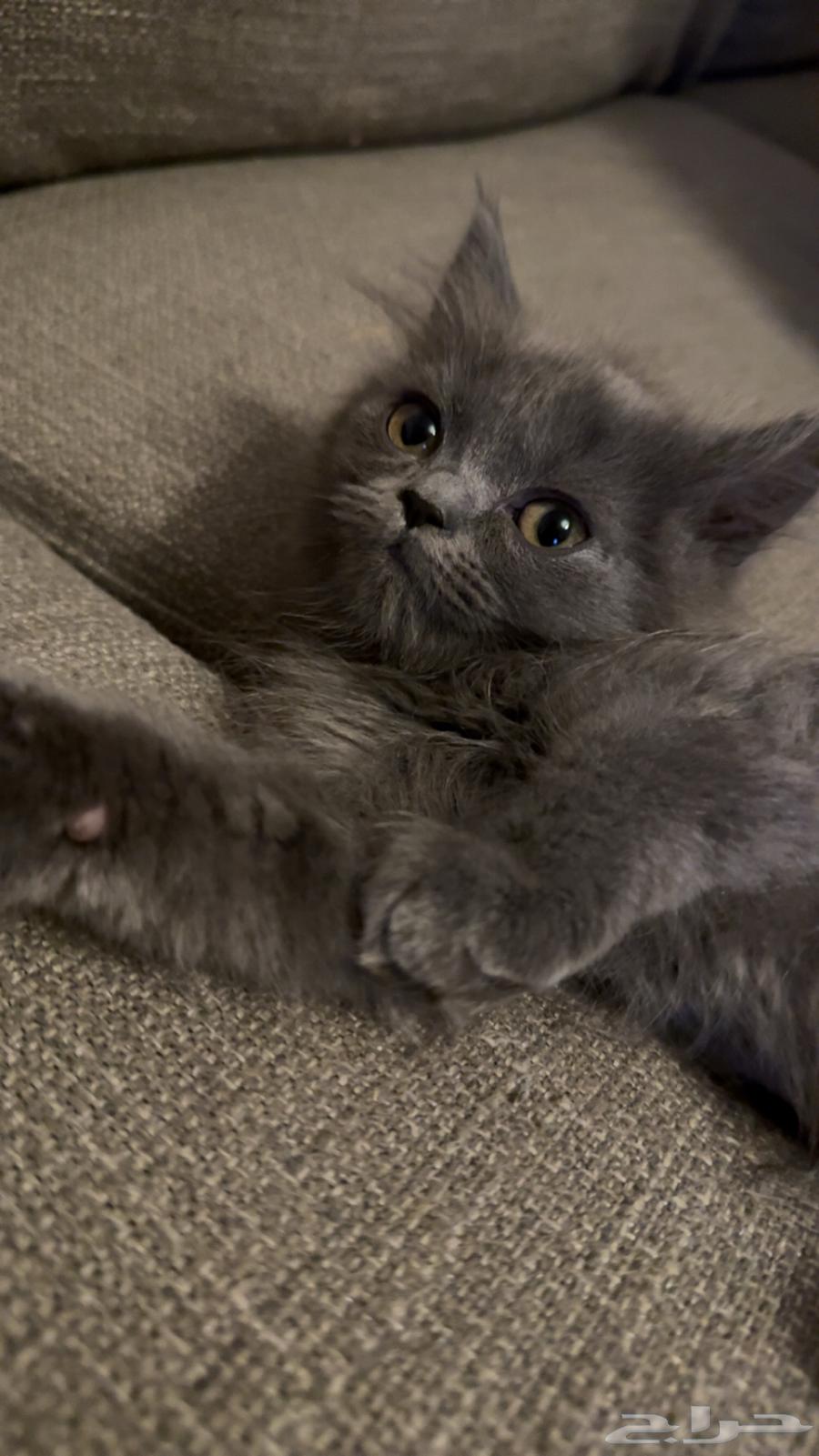 Scottish Fold64478512248194111