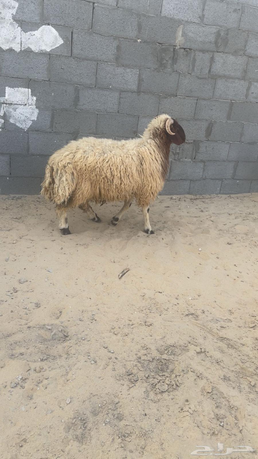 خروف نعيم بلدي64473346043138110