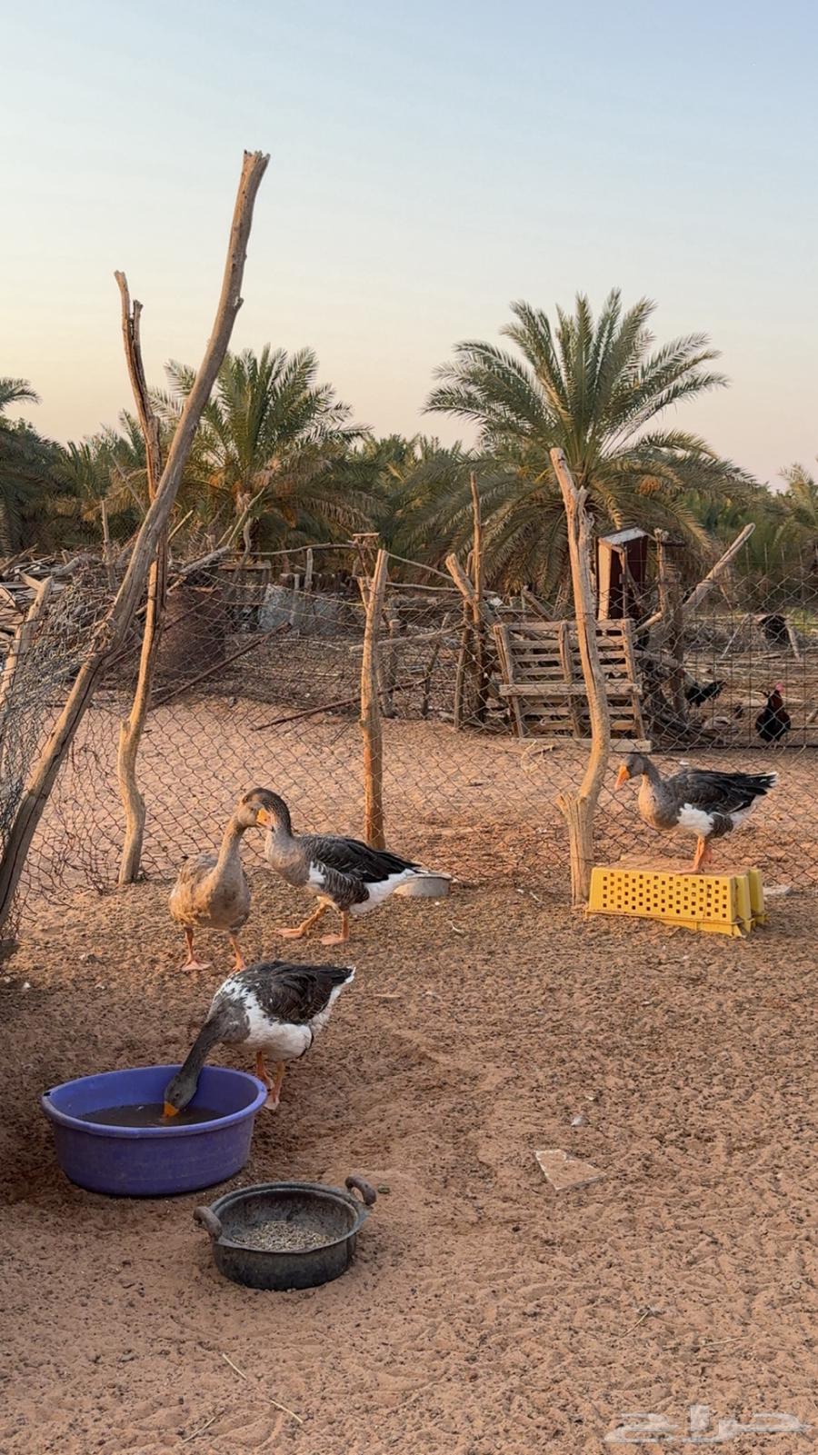 طيور وز للبيع64425502528129110