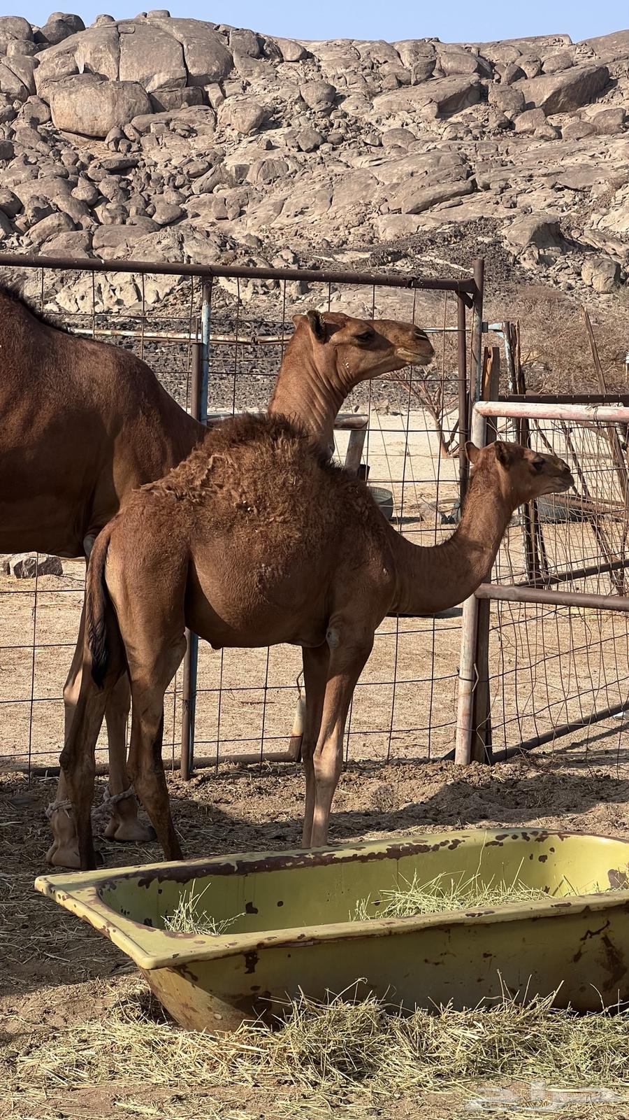 قعدان للبيع64476336821377114