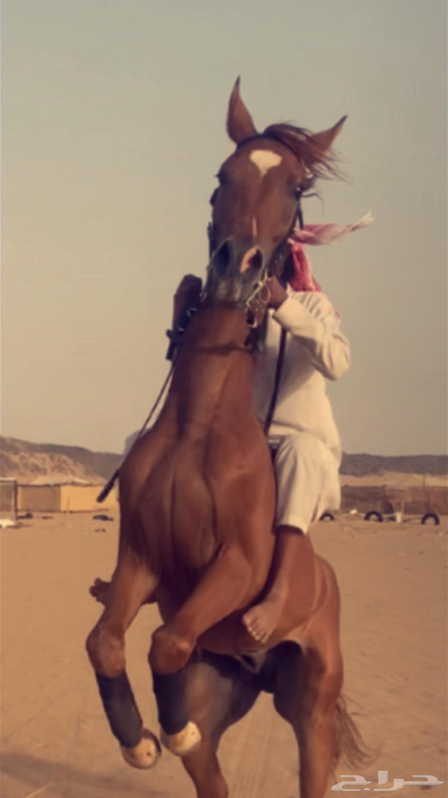 إحصان للبيع64472816582018110