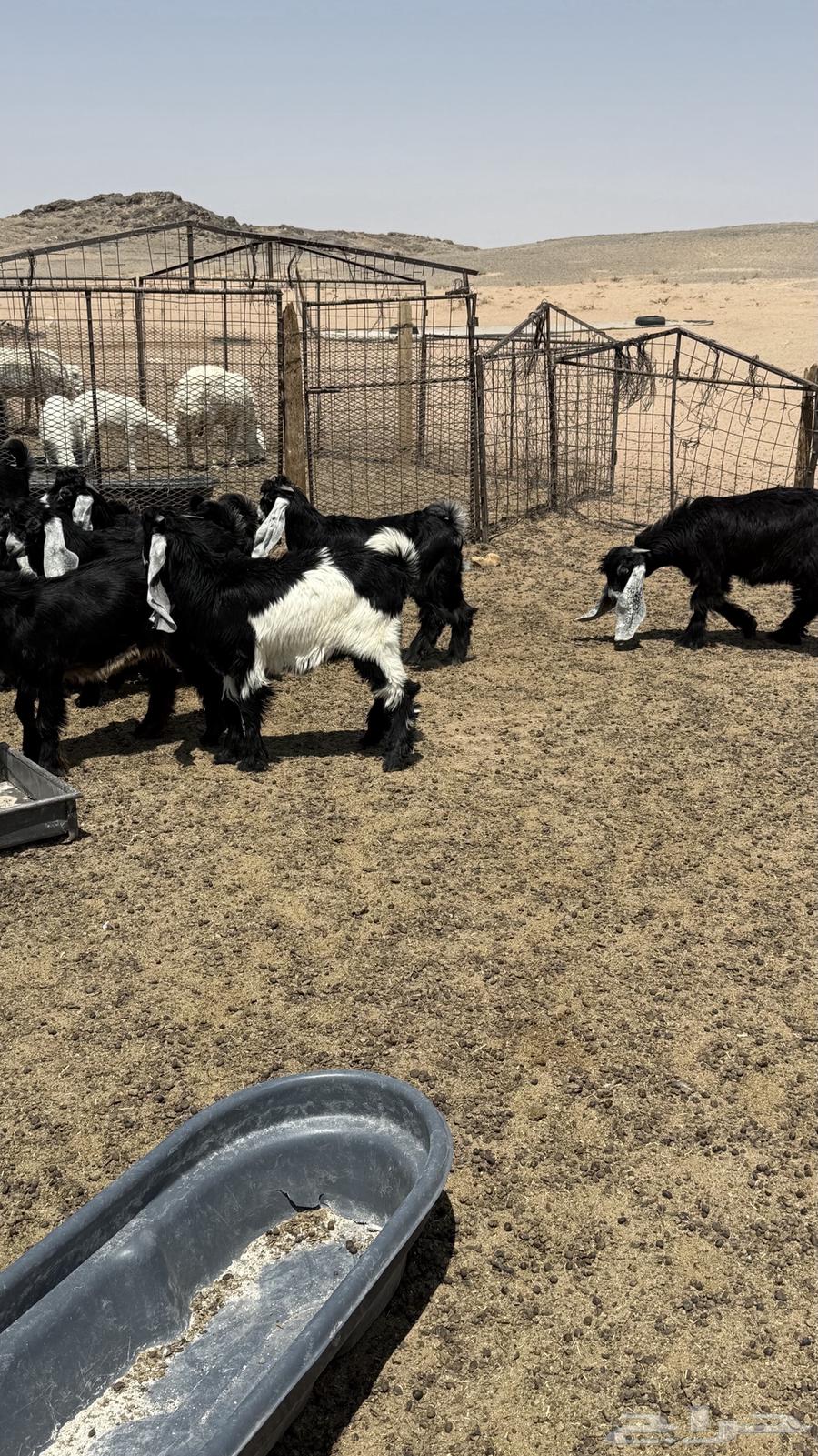 جفار عوارض للبيع64478141977603110