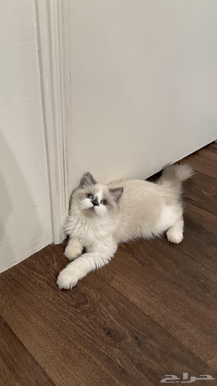 قط للبيع64475473568514111