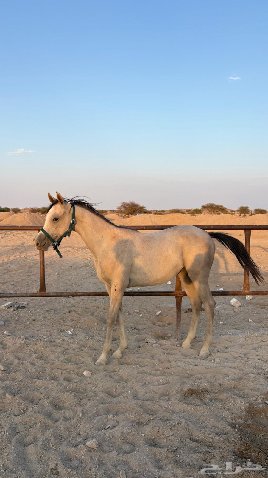 مهر للبيع اوراق للبيع64476488525315110