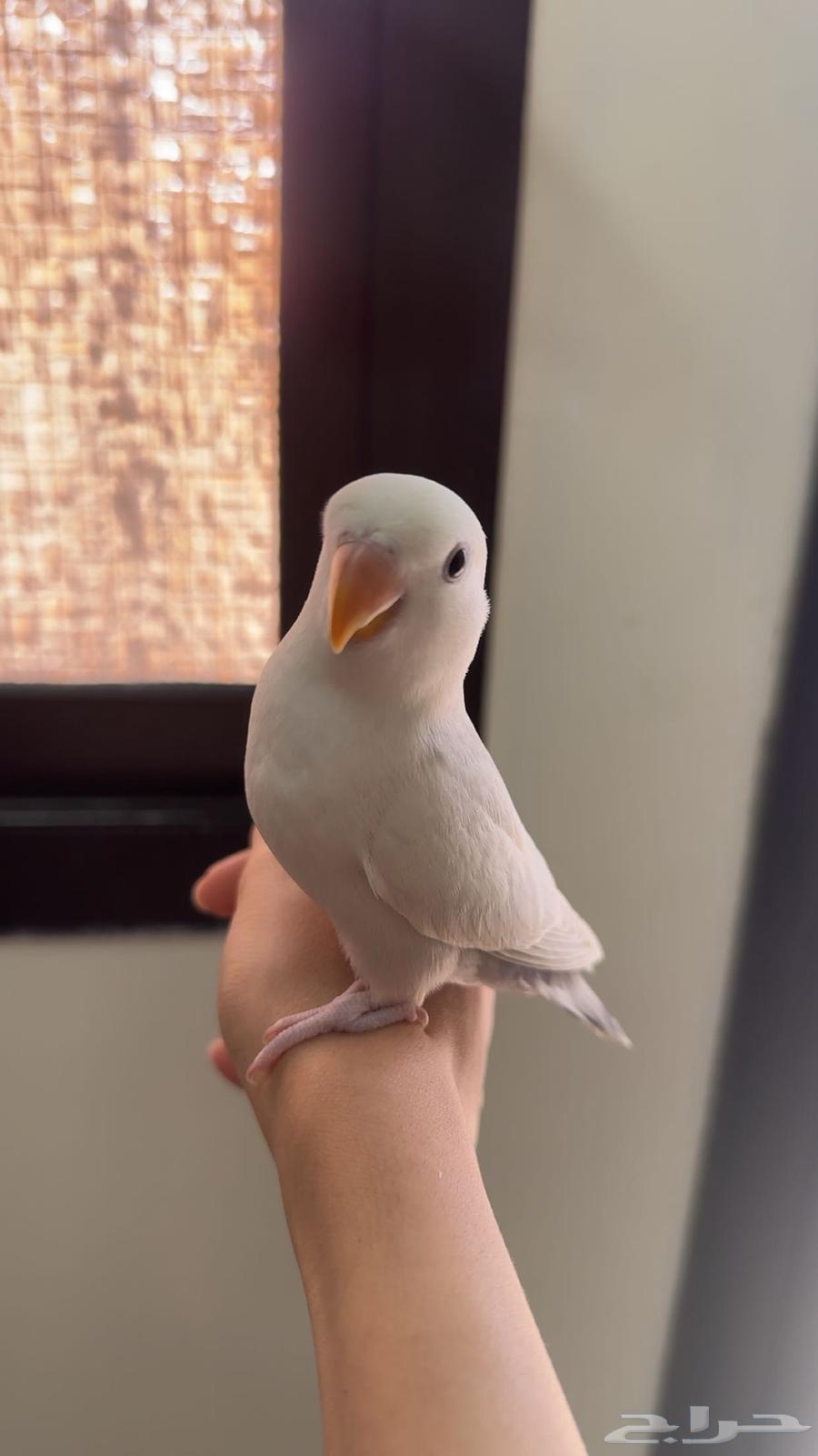 طيور روز مفطومه64474804562049114