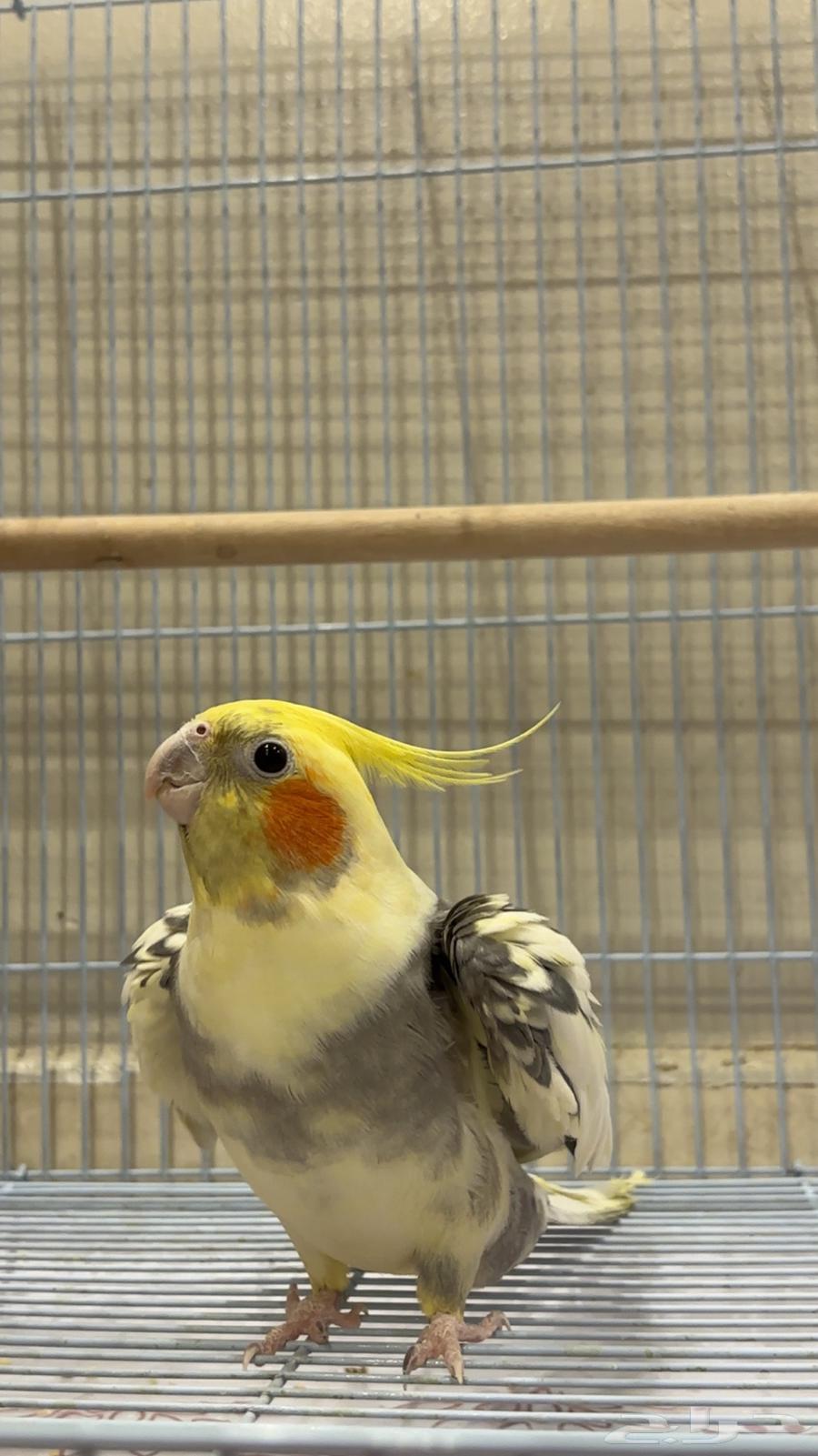 جوز كروان للبيع64477977184770111