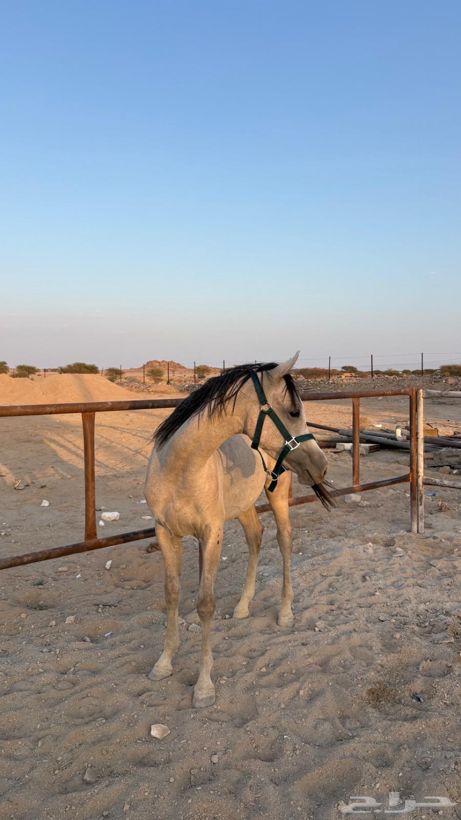 مهر للبيع اوراق للبيع64476488525315111