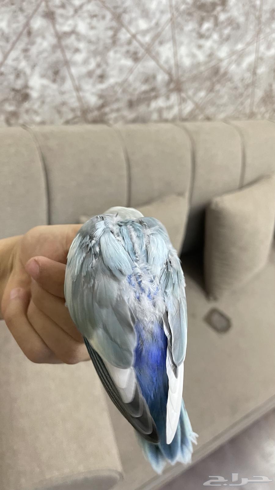 روز مفطوم لون مميز64477590033921112