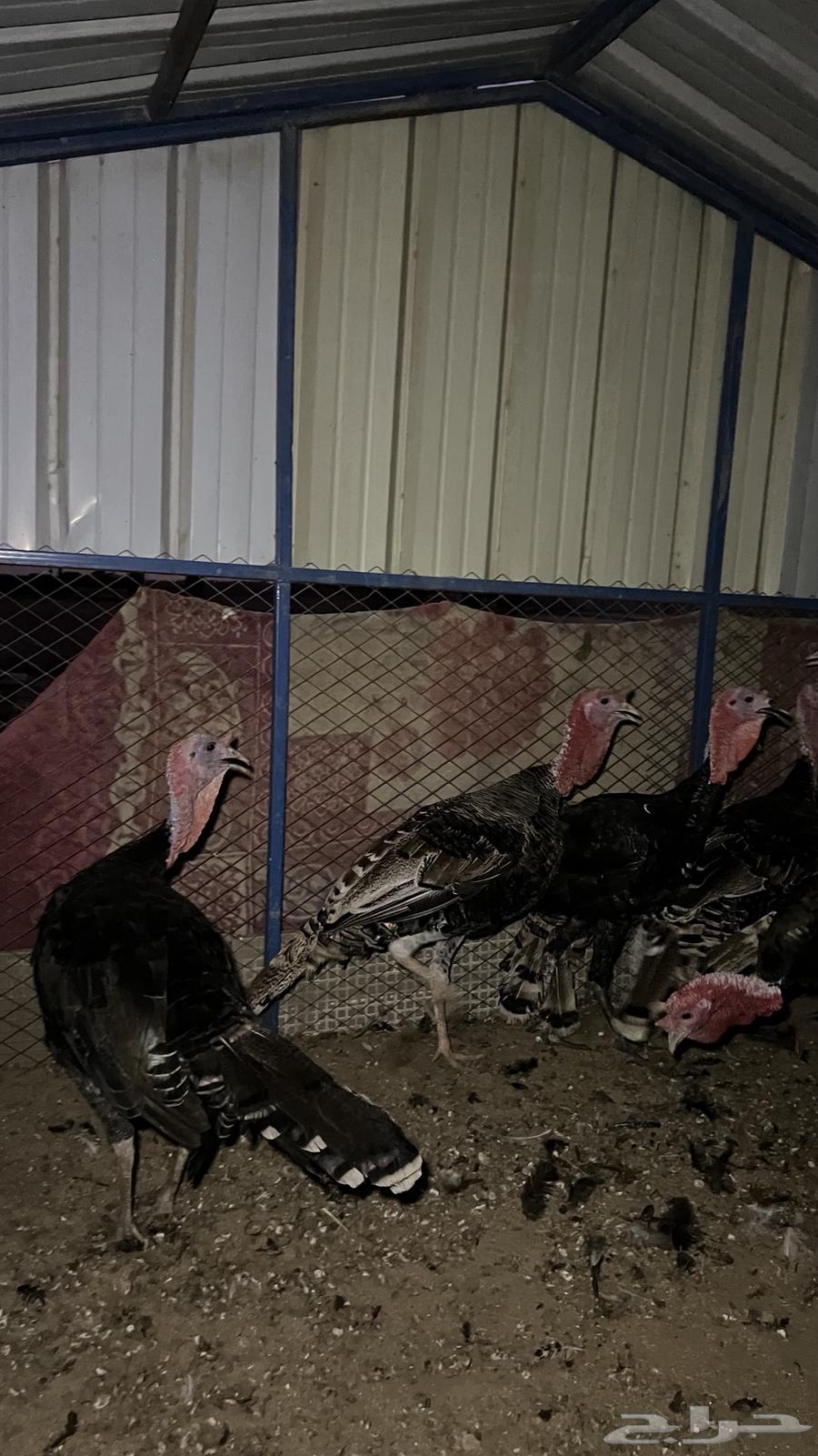 ديوك رومي (تم البيع)64477005452547113