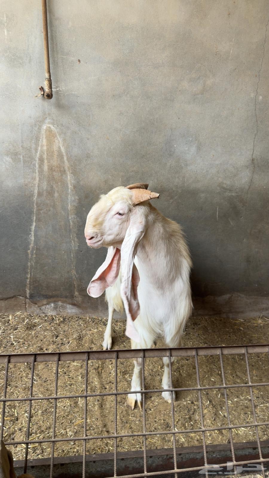 تيس فحل ابرص رفع و جباره64477880677891111