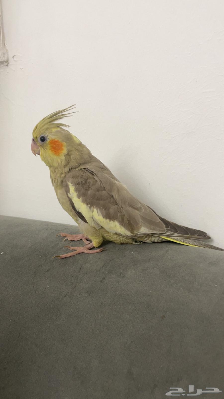 ببغاء كراون لاتينو64477213315714111