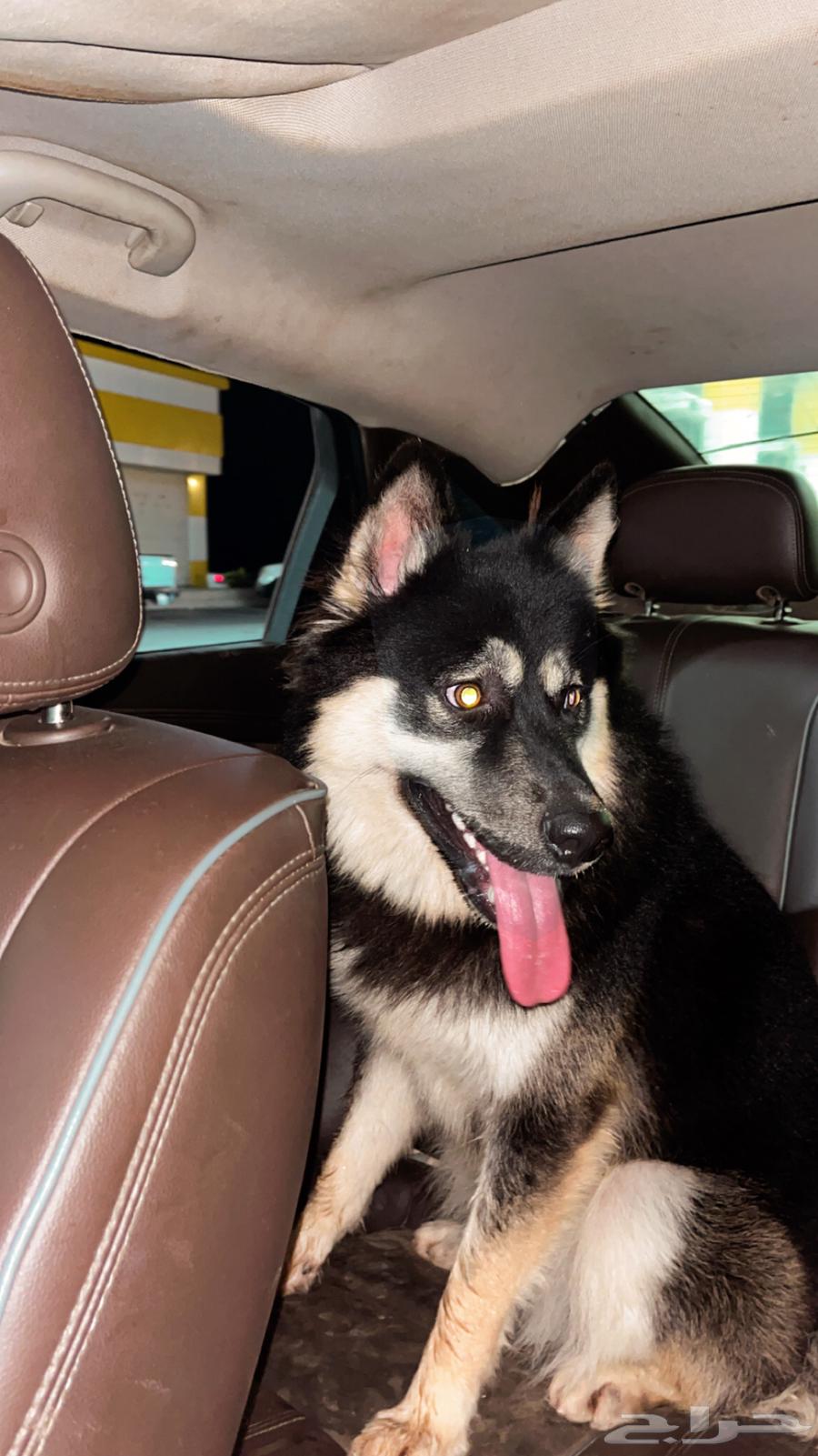 هاسكي للبيع او البدل64475391217025114