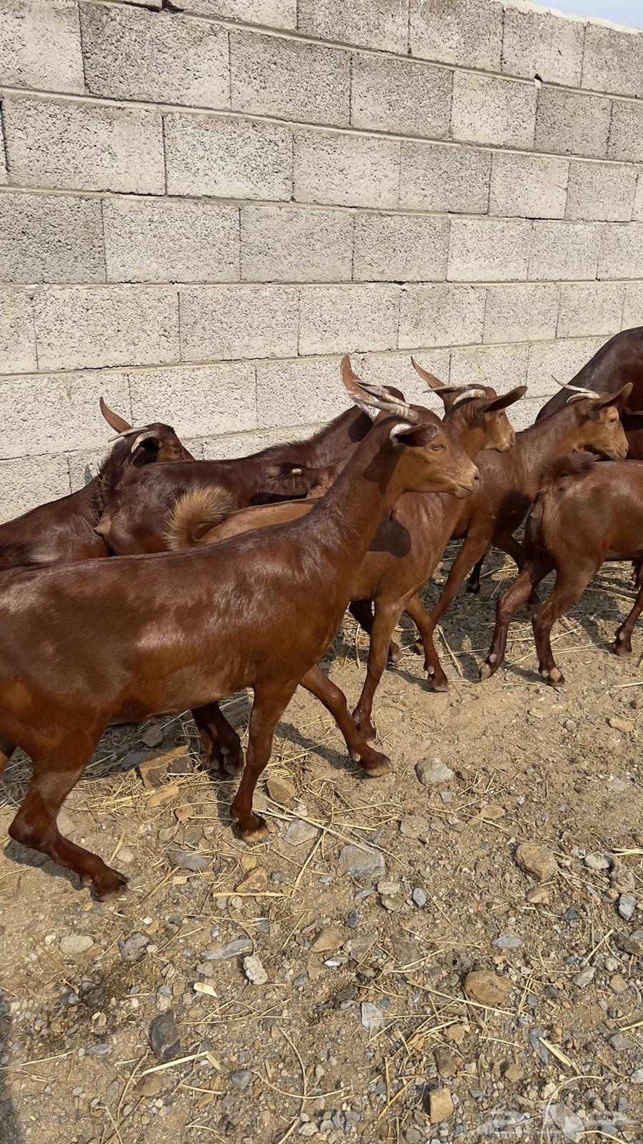 Jafar Dahm Number 10 (Sold)64478197168641110