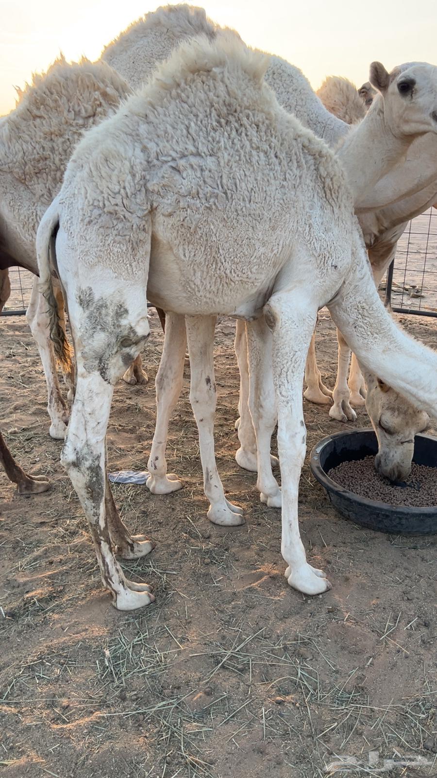 قعود ناهي حوار64476406535298110