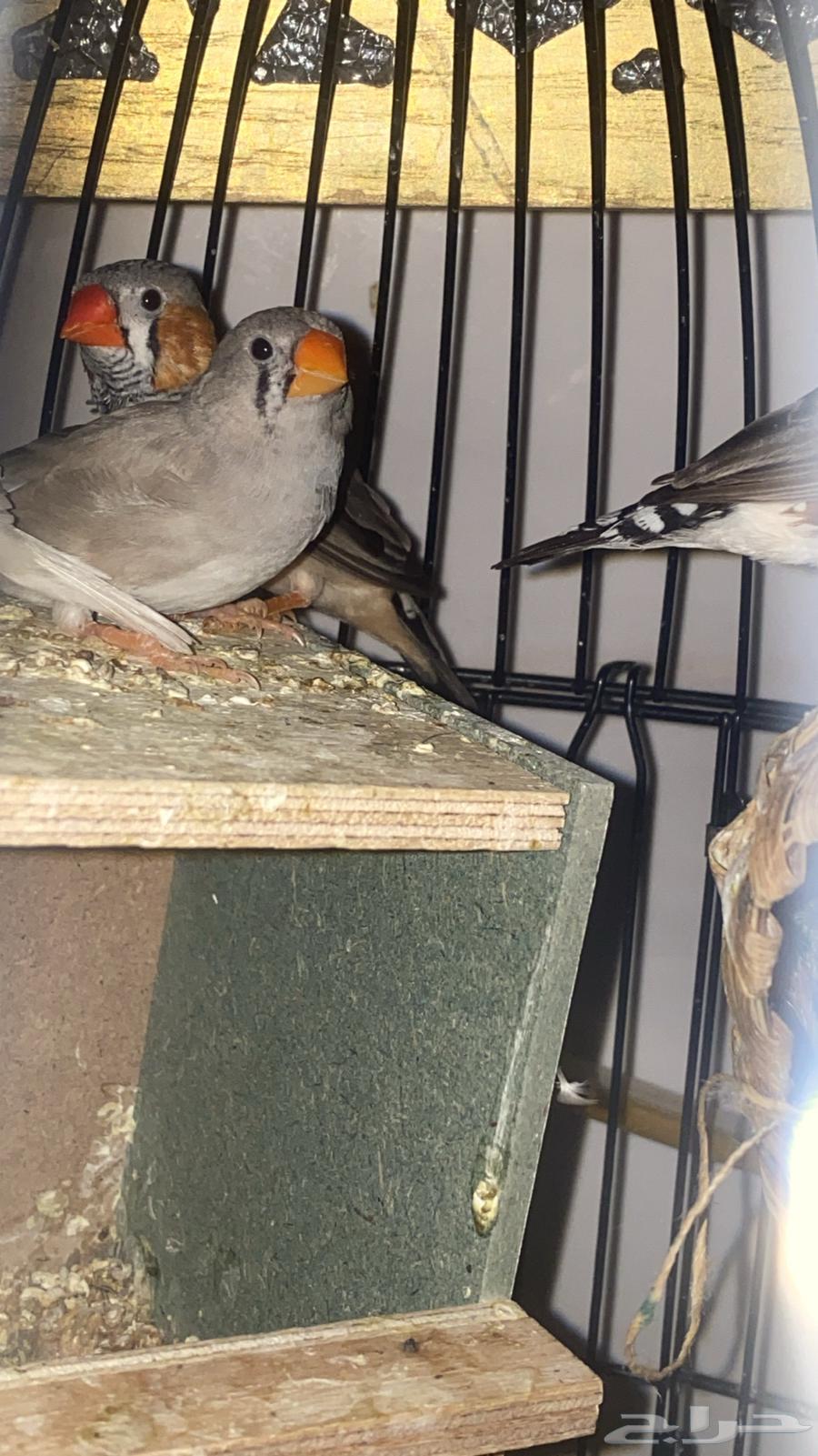 زيبرا بسعر ممتاز ورخيص جوز منتج ب 9064473234081411110