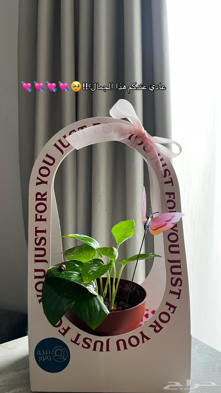 نباتات داخليه بوتس زاميا انتوريوم ساق البامبو64476935193091110