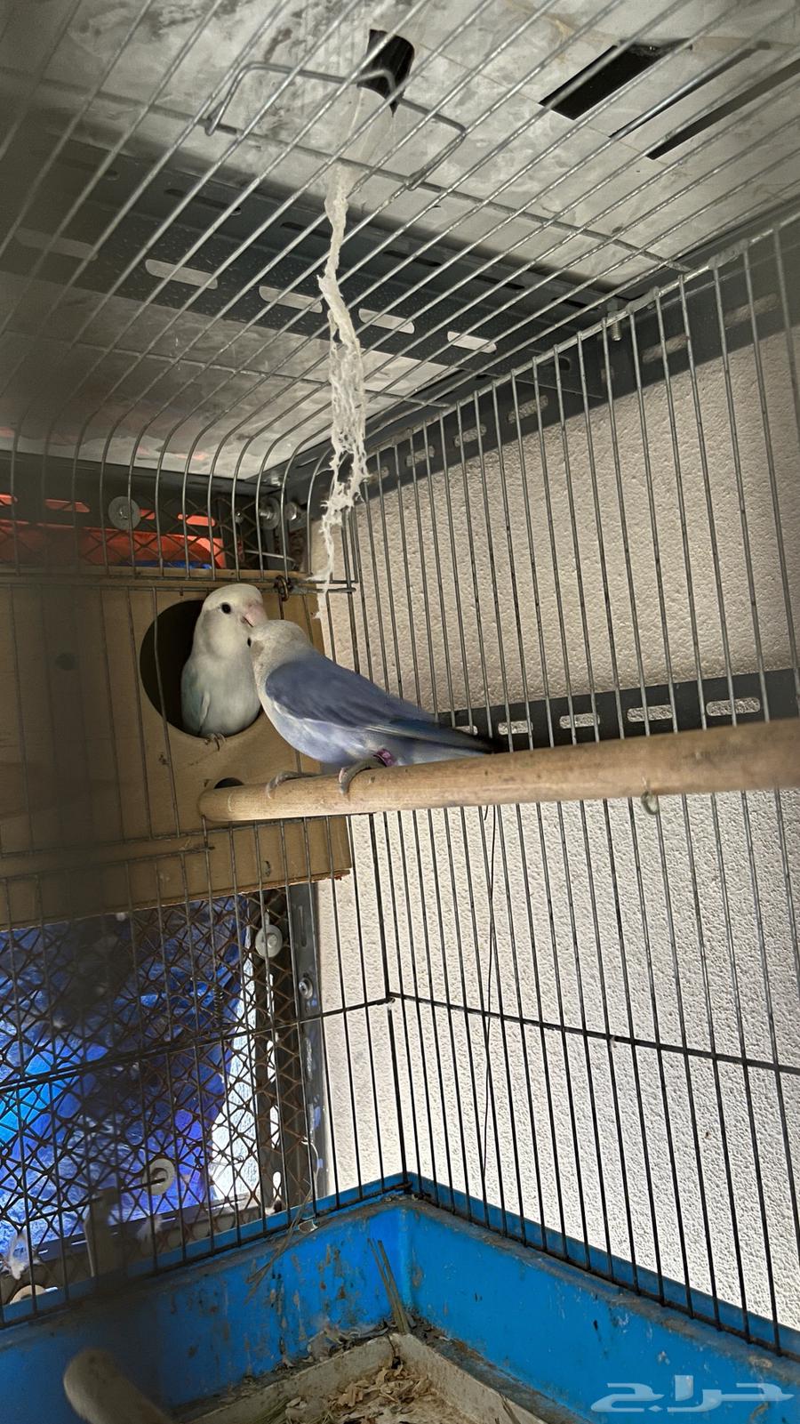 جوز روز محلل تم البيع64478211058945110