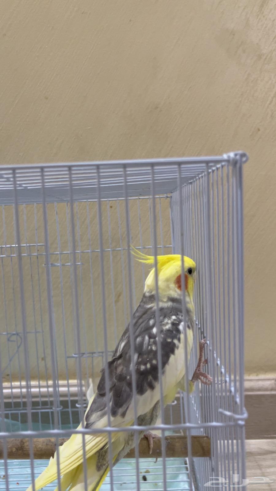 ببغاء كروان اليف64473121130883111