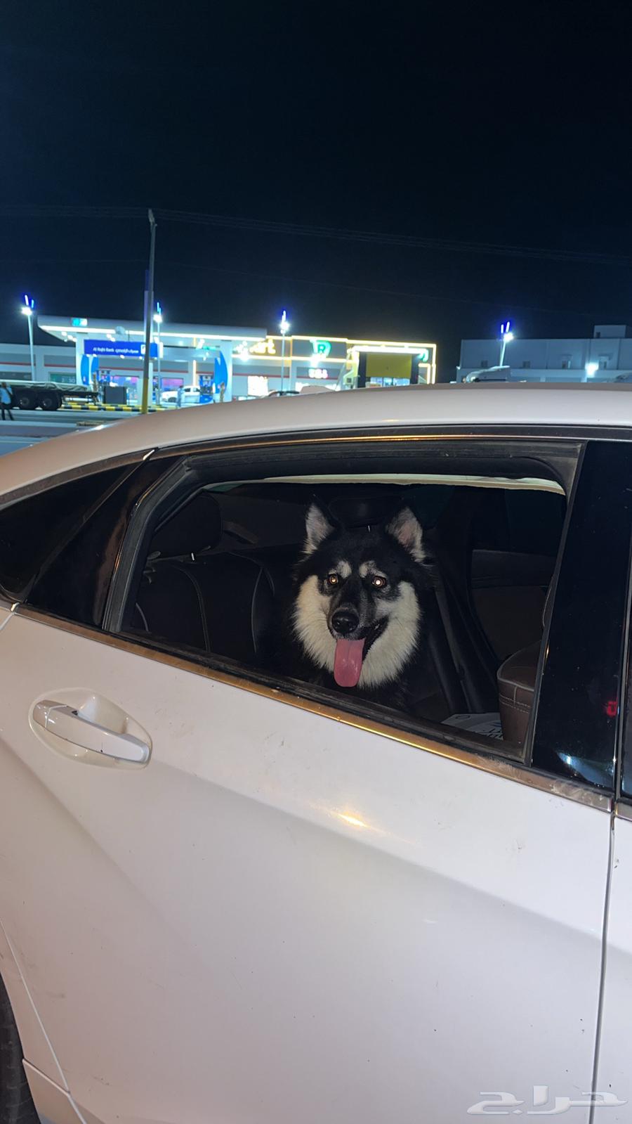 هاسكي للبيع او البدل64475391217025113