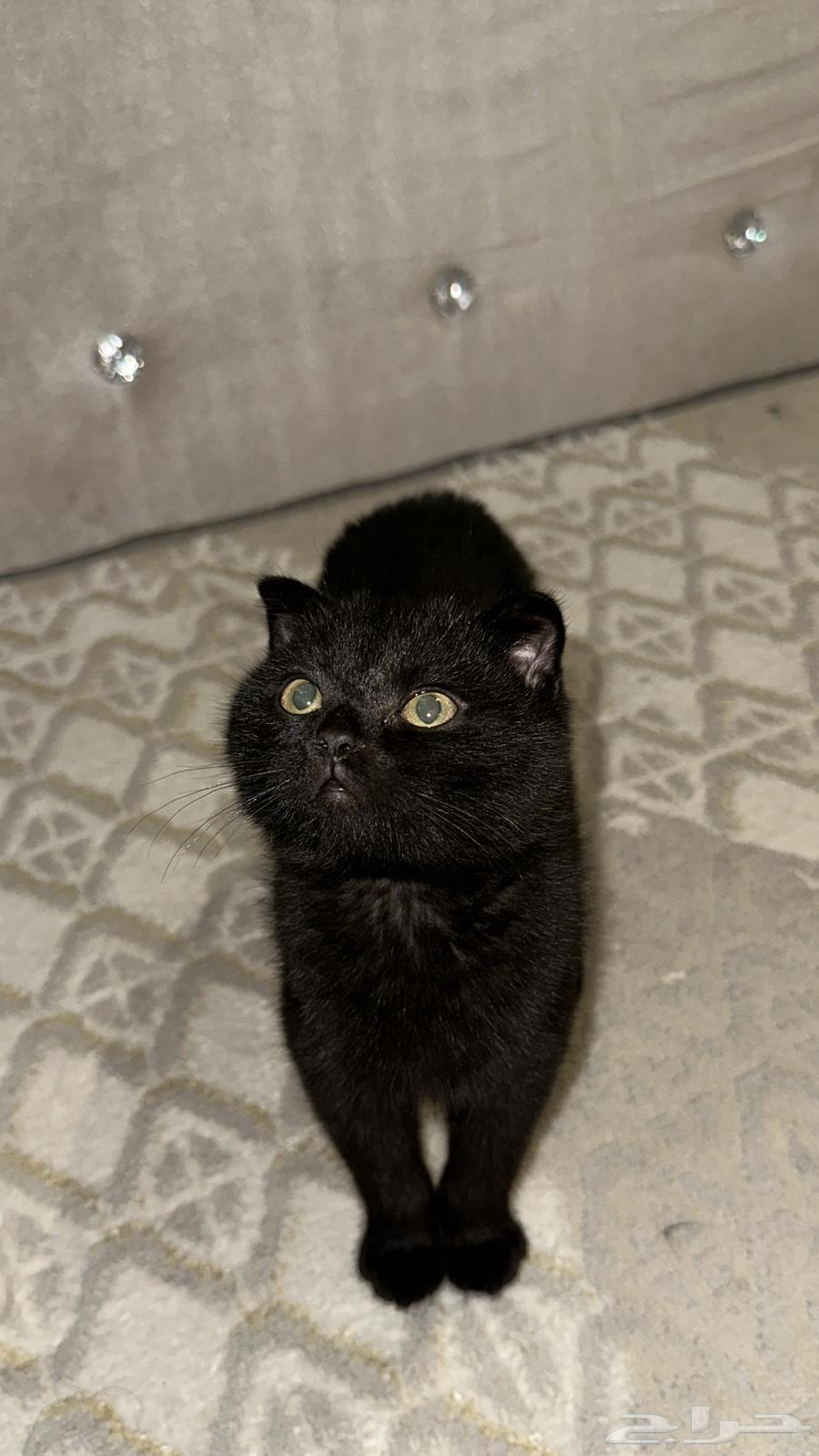 Kitten Scottish Fold64474679456642111