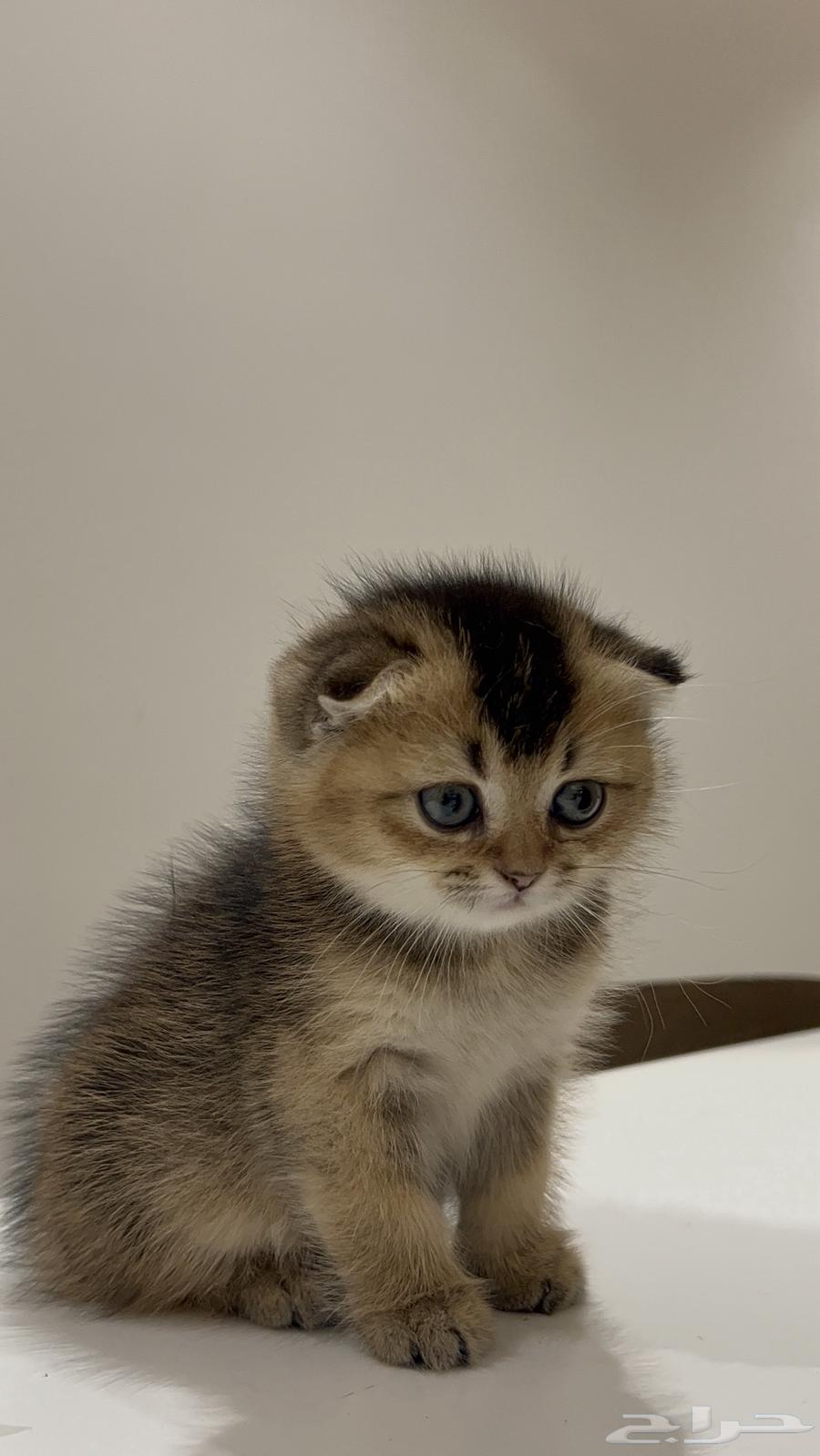 قطه أنثى سكوتش فولد قولد للبيع64474500314499110