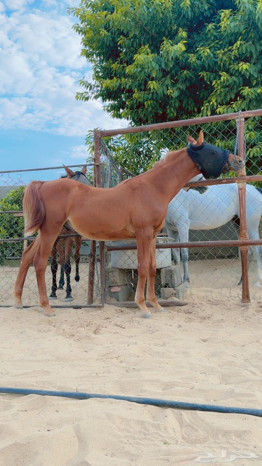 معر للبيع64474043812866112