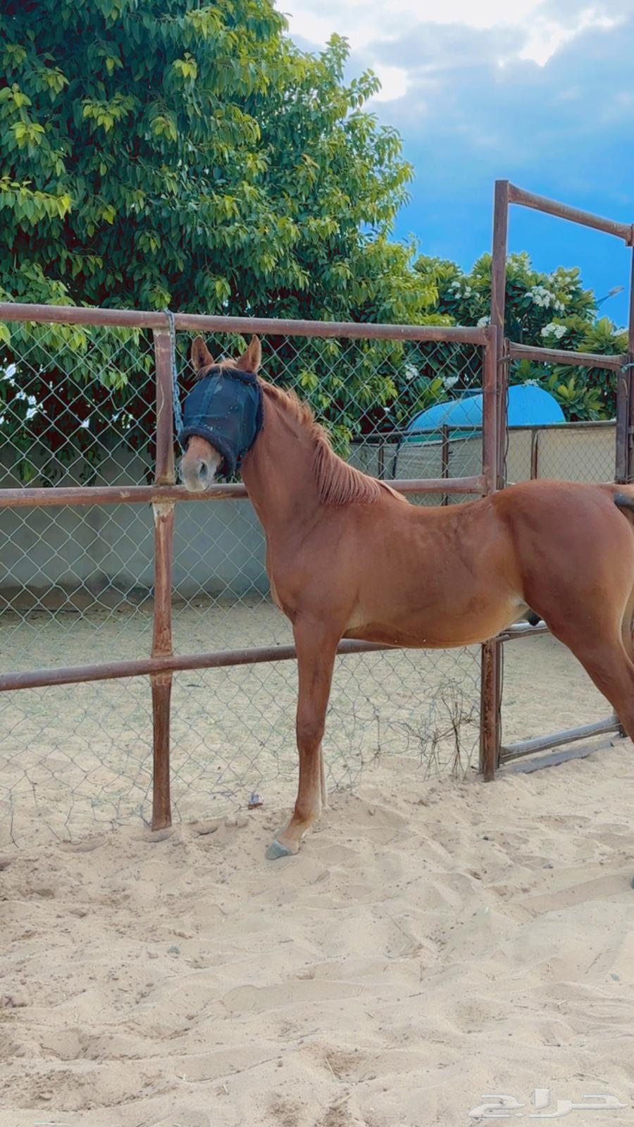 معر للبيع64474043812866111