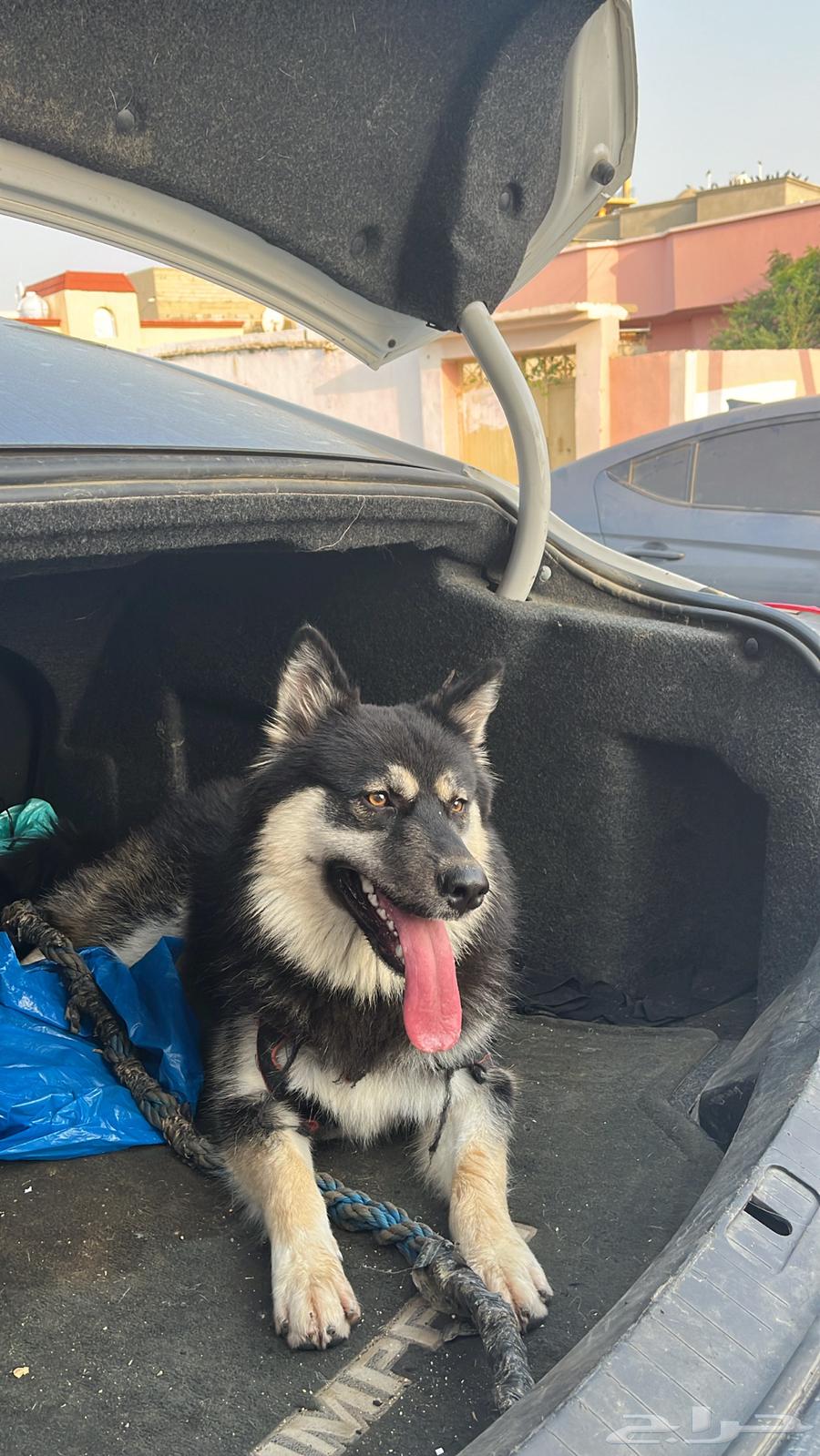 هاسكي للبيع او البدل64475391217025110